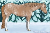 Horse Color:Chestnut Ice