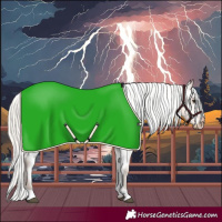 Horse Color:Silver Bay Dun Appaloosa