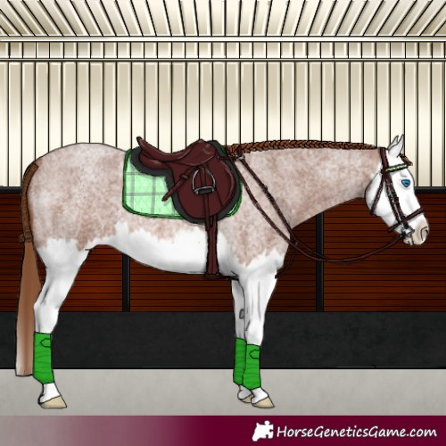 Horse Color:Red Roan Splash 