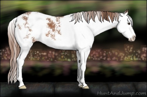 Horse Color:Chestnut Sabino Splash 