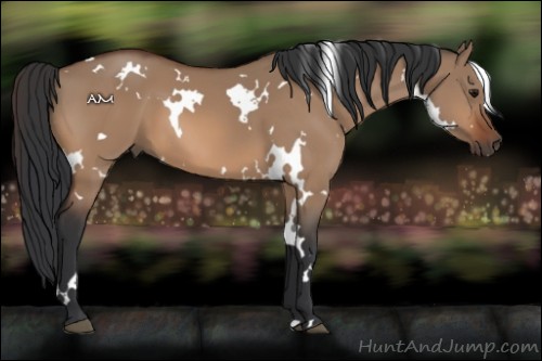 Horse Color:White Spotted Bay Dun 