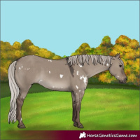 Horse Color:White Spotted Silver Grullo 