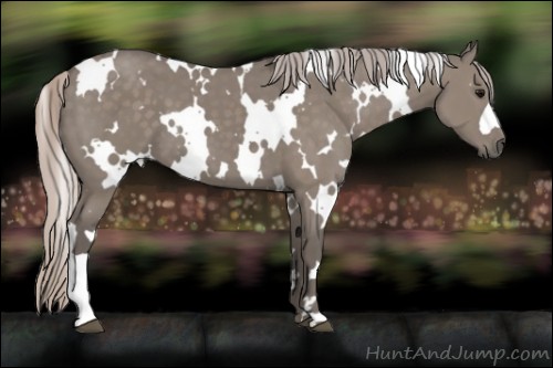 Horse Color:White Spotted Silver Grullo 