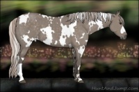Horse Color:White Spotted Silver Grullo