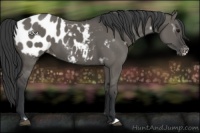 Horse Color:White Spotted Grullo Frame Appaloosa