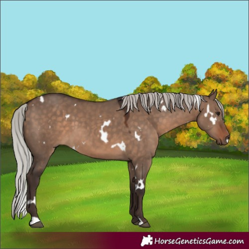 Horse Color:White Spotted Silver Brown Dun