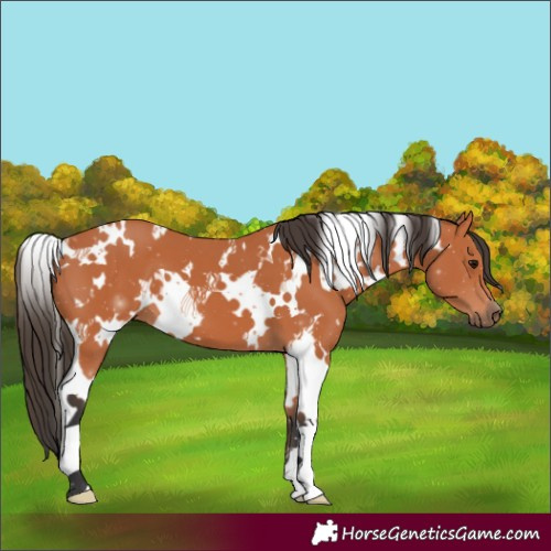 Horse Color:White Spotted Bay 