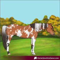 Horse Color:White Spotted Bay