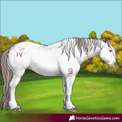 Horse Color:White Spotted Chocolate Black Sabino 