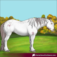 Horse Color:White Spotted Chocolate Black Sabino