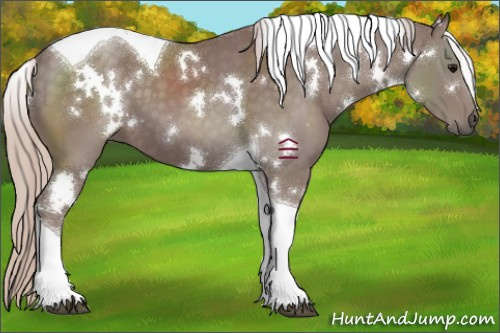 Horse Color:White Spotted Chocolate Silver Black Tobiano 