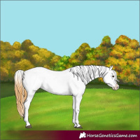 Horse Color:Buckskin Dun Appaloosa