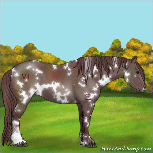 Horse Color:White Spotted Chocolate Black Sabino