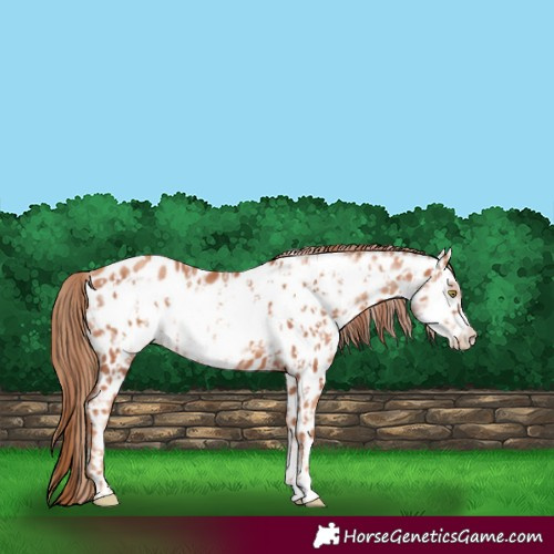 Horse Color:Gold Champagne Appaloosa  and Gold Champagne Frame Appaloosa 