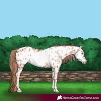Horse Color:Gold Champagne Appaloosa  and Gold Champagne Frame Appaloosa 