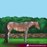 Horse Color:Bay Ice 