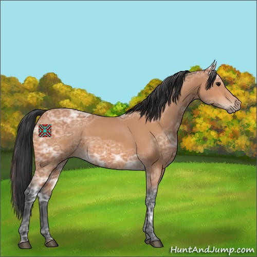 Horse Color:Unknown 