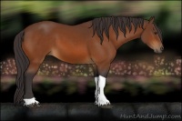 Horse Color:Buckskin Tobiano 
