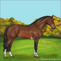 Horse Color:Buckskin Tobiano