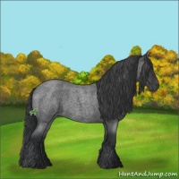 Horse Color:Blue Roan Sabino