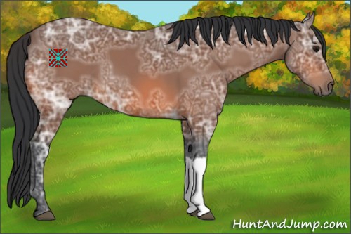 Horse Color:Bay Ice 