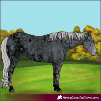 Horse Color:ERROR: UNKNOWN ANOMALY