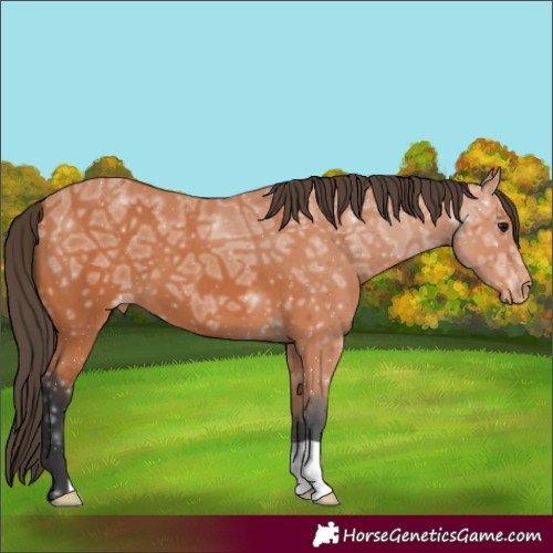 Horse Color:Bay Ice Appaloosa 