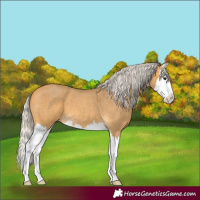 Horse Color:Silver Buckskin Roan Sabino Splash 