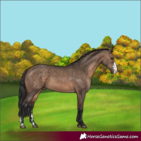 Horse Color:Brown Dun Sabino 