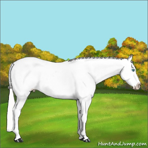 Horse Color:White Spotted Cremello Snowcap