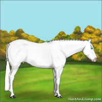 Horse Color:White Spotted Cremello Snowcap 