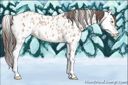 Horse Color:Amber Champagne Appaloosa and Amber Champagne Splash Appaloosa