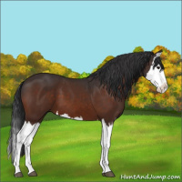 Horse Color:Bay Splash 