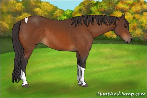 Horse Color:Buckskin Tobiano 