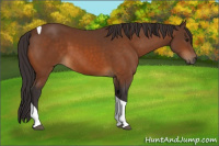 Horse Color:Buckskin Tobiano 