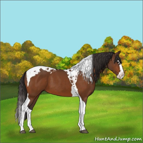 Horse Color:Buckskin Splash Tobiano