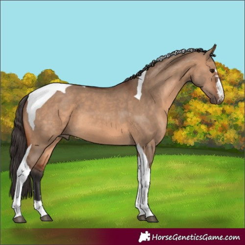 Horse Color:Bay Dun Tobiano