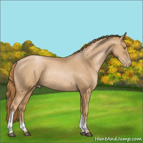 Horse Color:Chestnut Pearl Rabicano