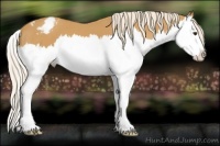 Horse Color:Palomino Splash Varnish