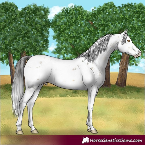 Horse Color:White Spotted Buckskin Dun Sabino Near Leopard 