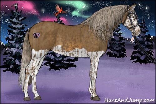 Horse Color:Chocolate Palomino  and Chocolate Palomino Splash 