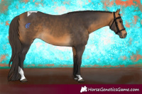 Horse Color:Buckskin Tobiano