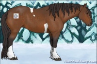 Horse Color:Buckskin Tobiano 