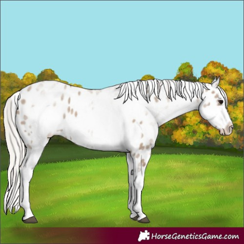 Horse Color:White Spotted Silver Grullo Splash Frame Leopard 