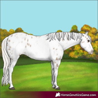 Horse Color:White Spotted Silver Grullo Splash Frame Appaloosa