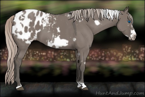 Horse Color:White Spotted Silver Grullo Frame Appaloosa 