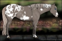 Horse Color:White Spotted Silver Grullo Frame Appaloosa 