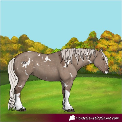Horse Color:White Spotted Silver Grullo Tobiano 