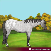 Horse Color:Grullo Roan Appaloosa