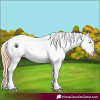 Horse Color:Gold Champagne Appaloosa Rabicano 